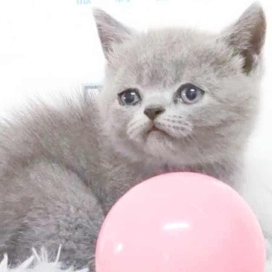 British Shorthair Kitten (Female) For Sale