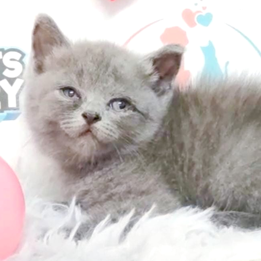 British Shorthair Kitten (Male) For Sale