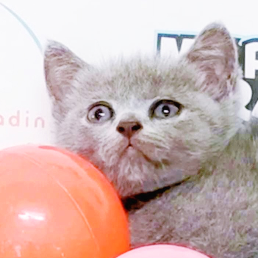 British Shorthair Kitten (Female) For Sale
