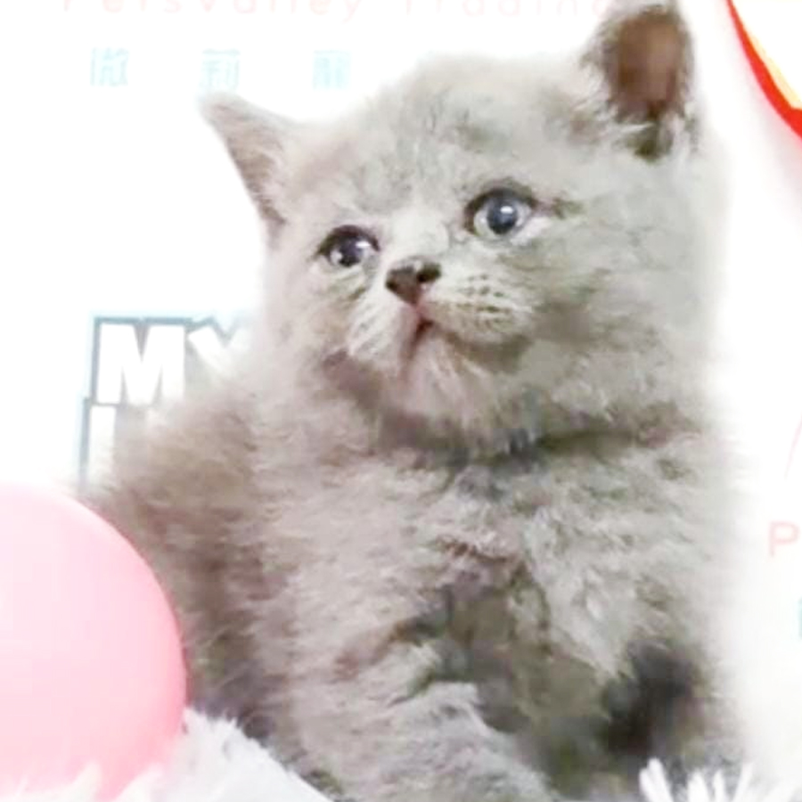 British Shorthair Kitten (Male) For Sale