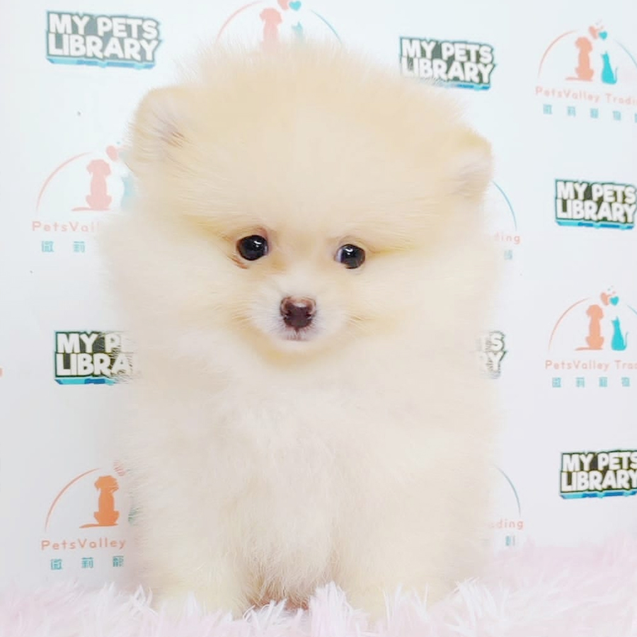 Tiny Pomeranian Puppy (Female) For Sale