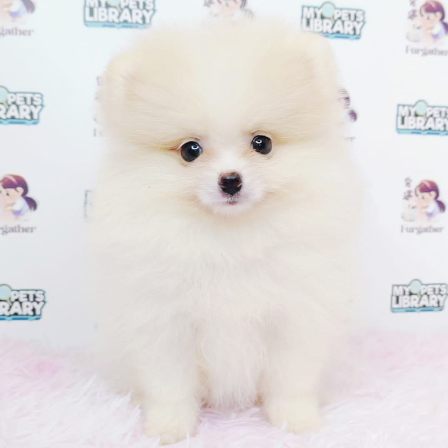 Tiny Pomeranian Puppy (Female) For Sale