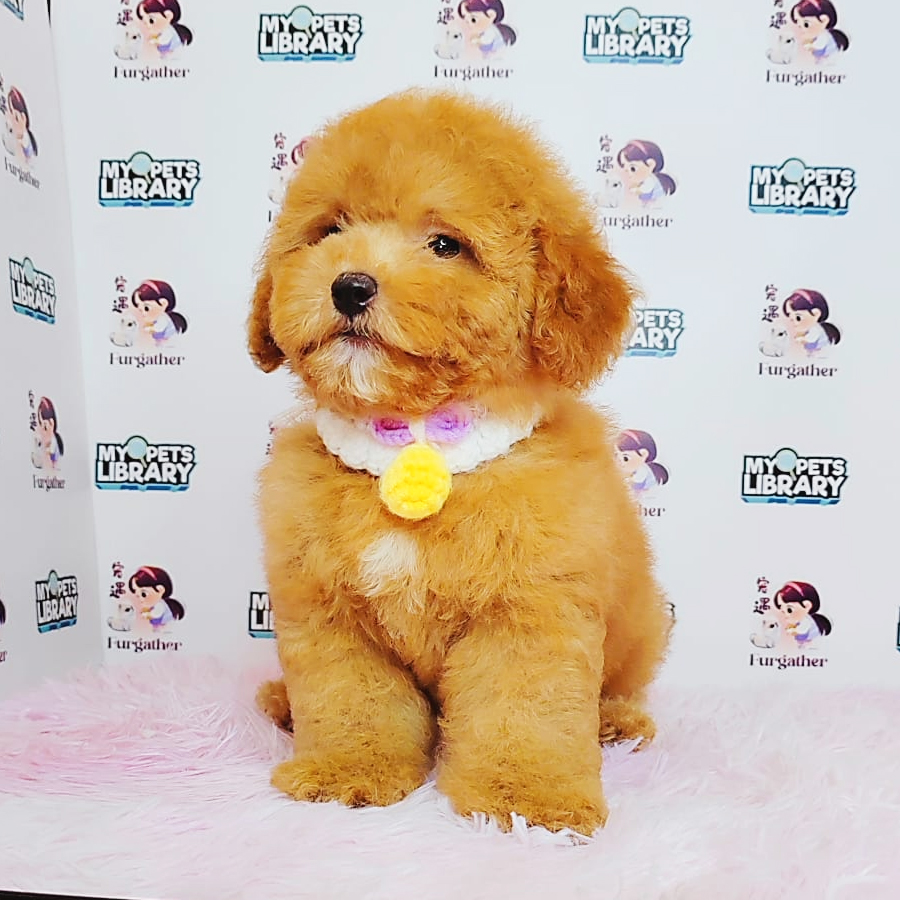 Toy Poodle Puppy (Male) For Sale