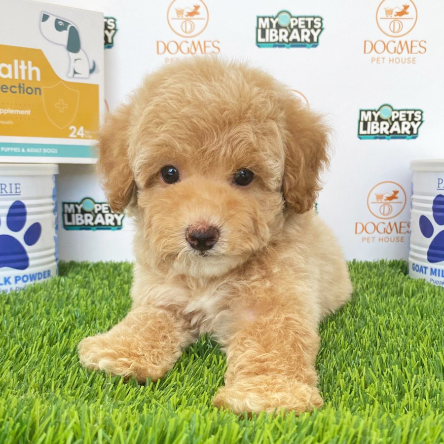 Toy Poodle Puppy (Female) For Sale