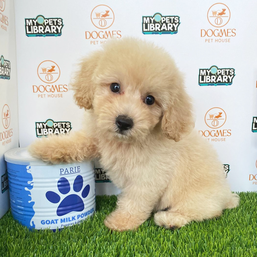Toy Poodle Puppy (Male) For Sale