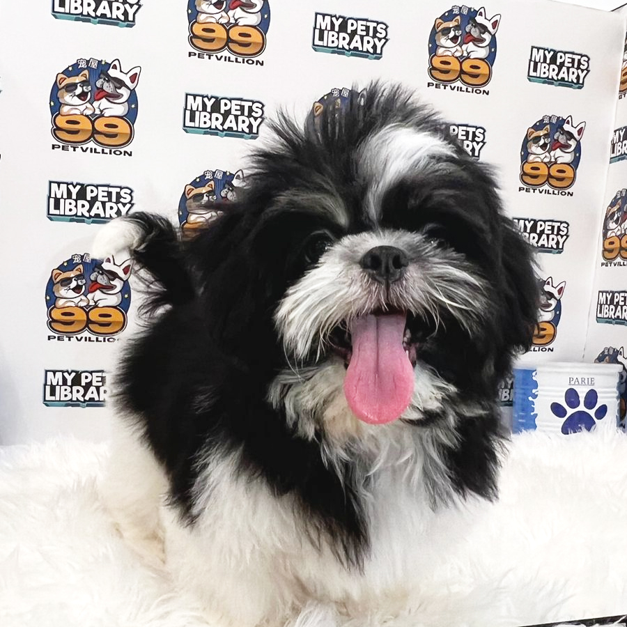 Shih Tzu Puppy (Male) For Sale