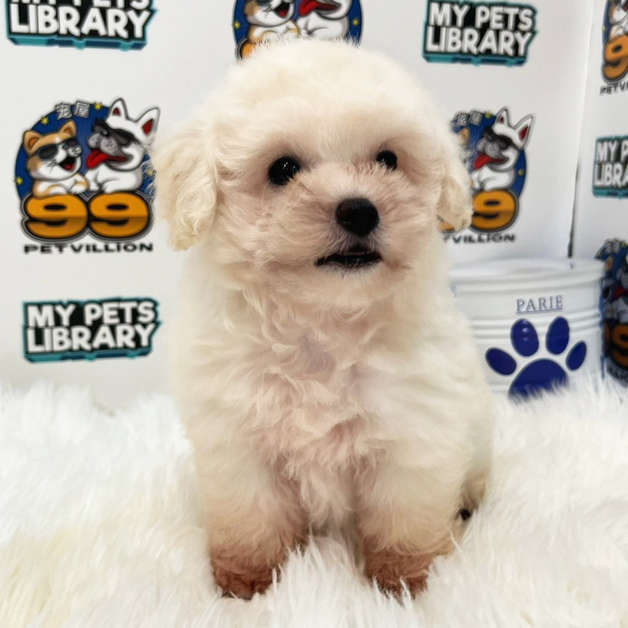 Toy Poodle Puppy (Male) For Sale