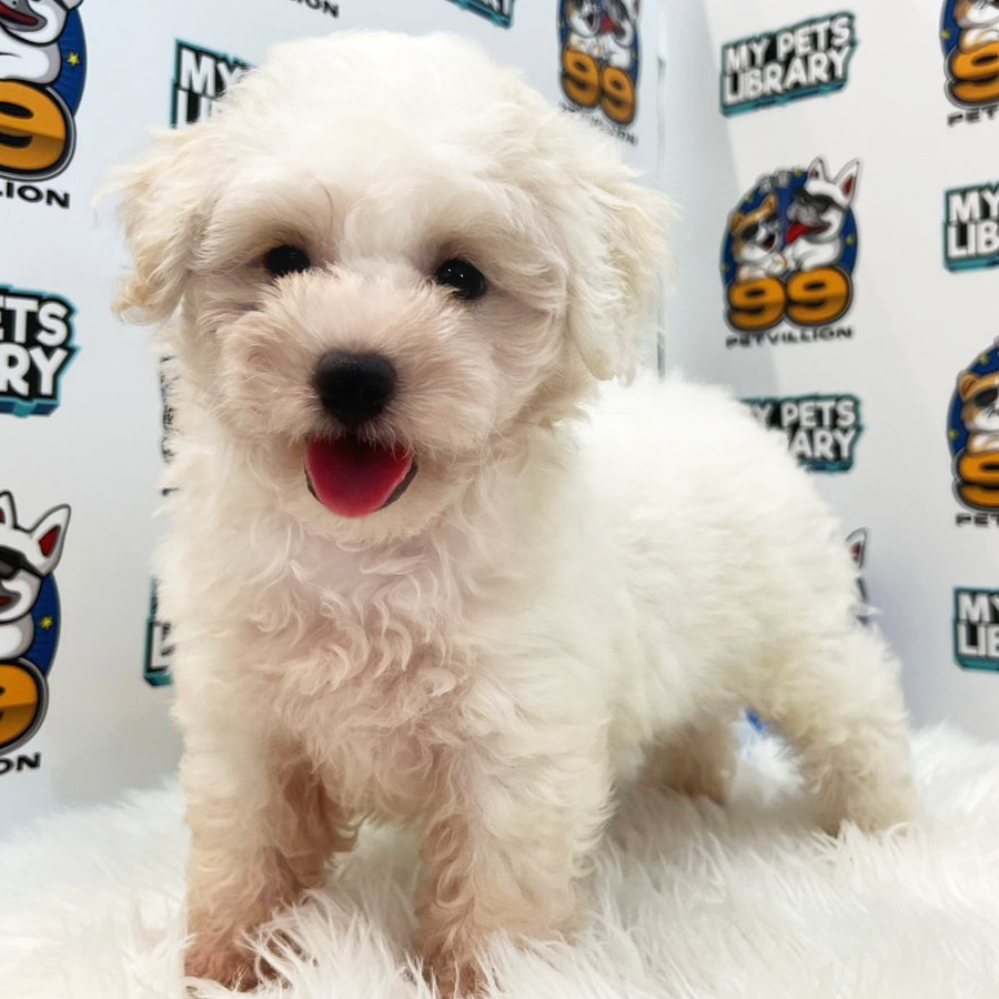 Toy Poodle Puppy (Male) For Sale