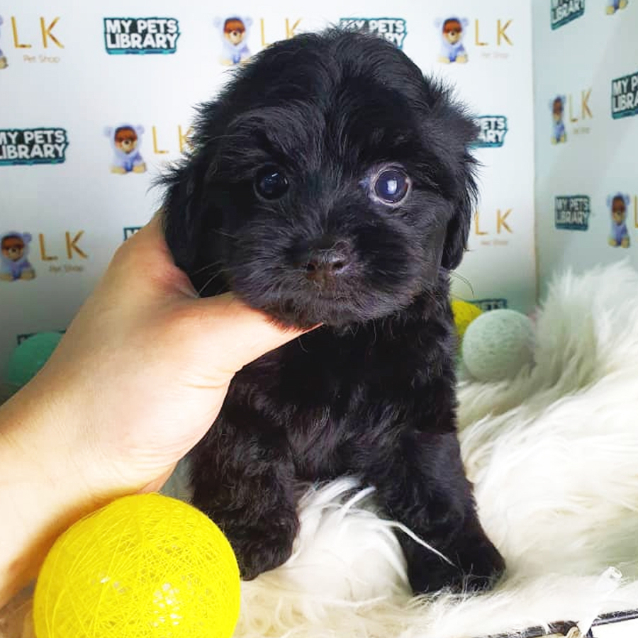 Toy Poodle Puppy (Male) For Sale