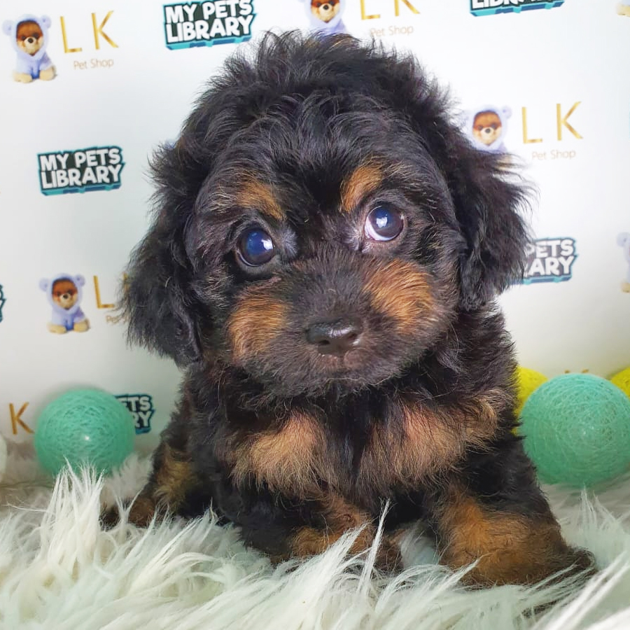 Toy Poodle Puppy (Female) For Sale