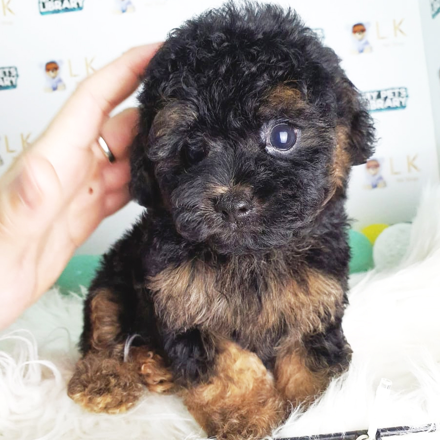 Toy Poodle Puppy (Male) For Sale
