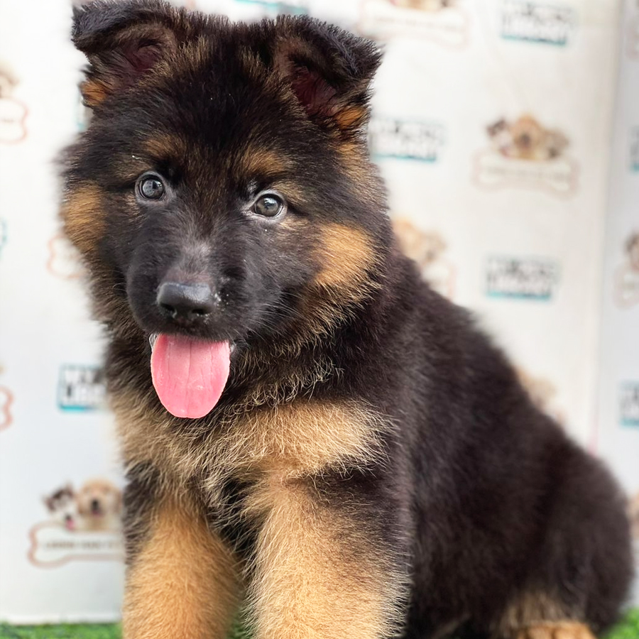 German Shepherd Puppy (Male) For Sale
