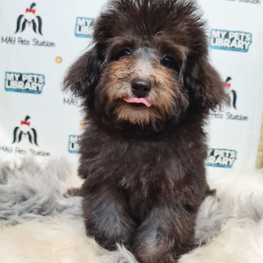 Toy Poodle Puppy (Male) For Sale