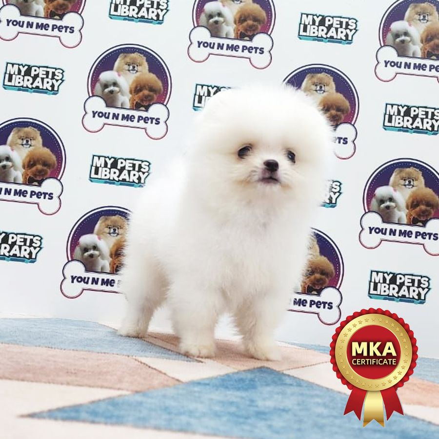 MKA Tiny Pomeranian Puppy (Male) For Sale