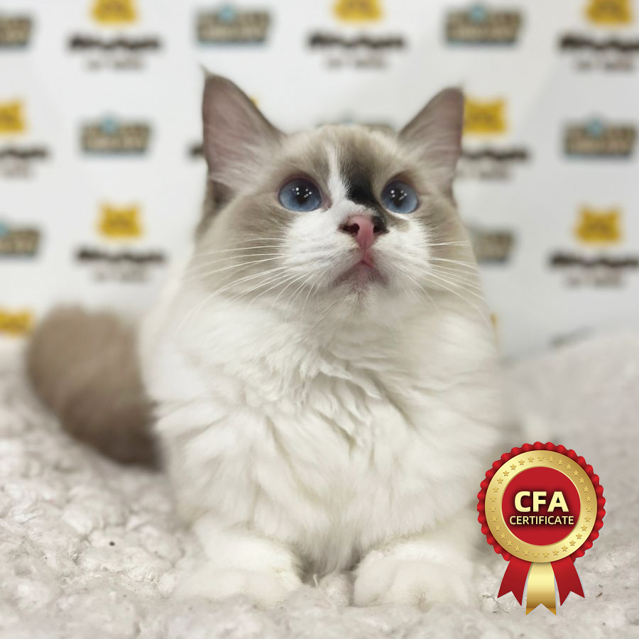 CFA Ragdoll Kitten (Female) For Sale