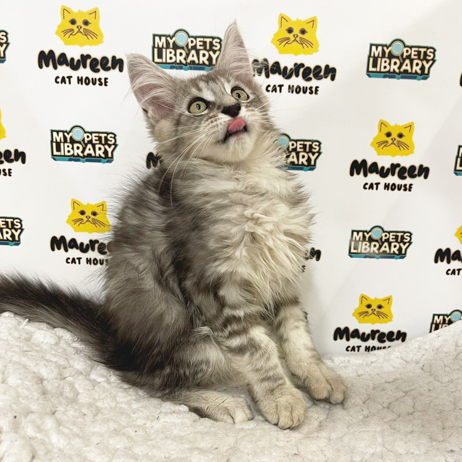 Mainecoon Kitten (Male) For Sale