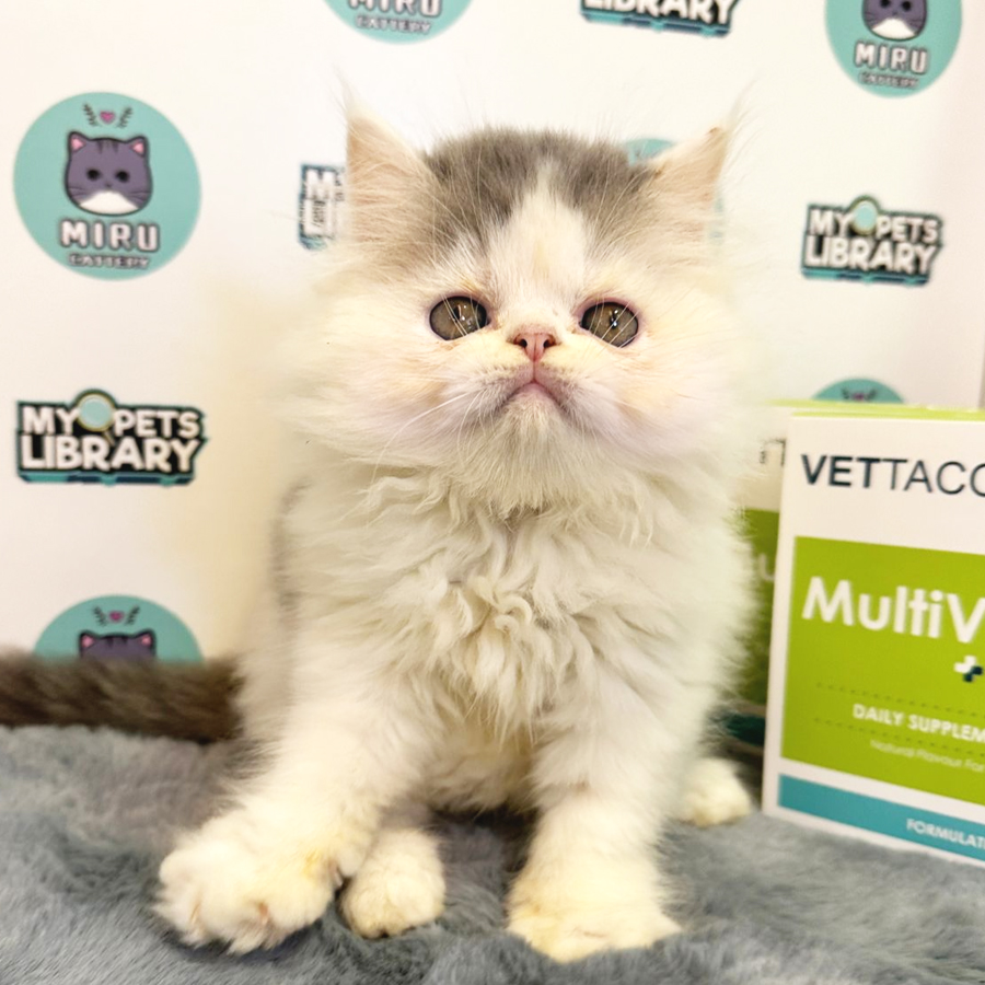 Munchkin Kitten (Male) For Sale
