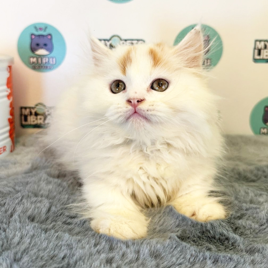 Munchkin Kitten (Male) For Sale