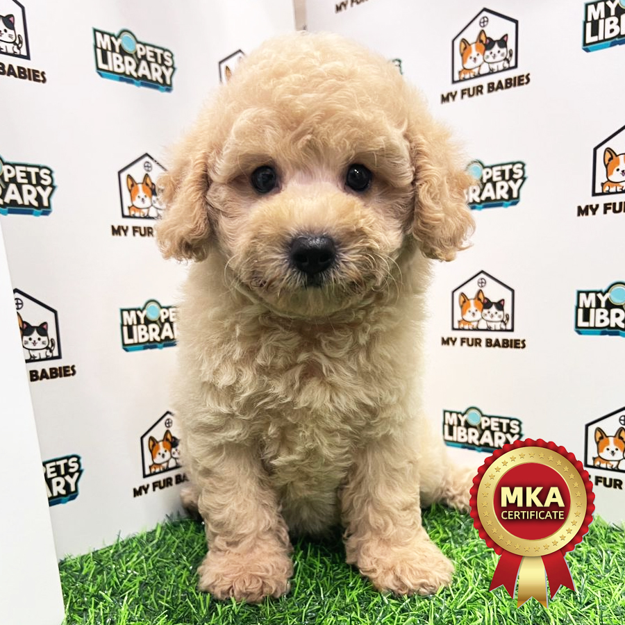 MKA Toy Poodle Puppy (Female) For Sale