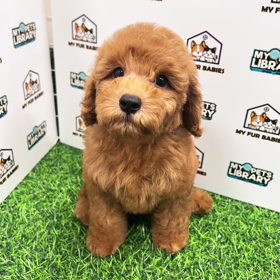 Toy Poodle Puppy (Female) For Sale