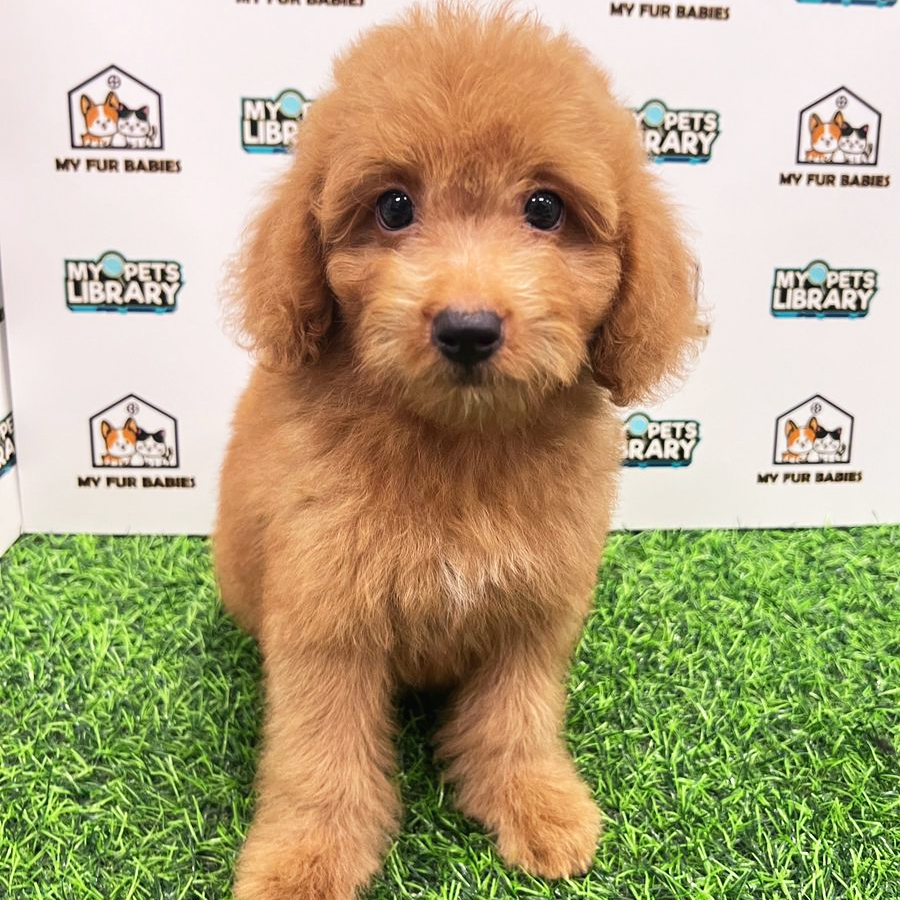 Toy Poodle Puppy (Female) For Sale