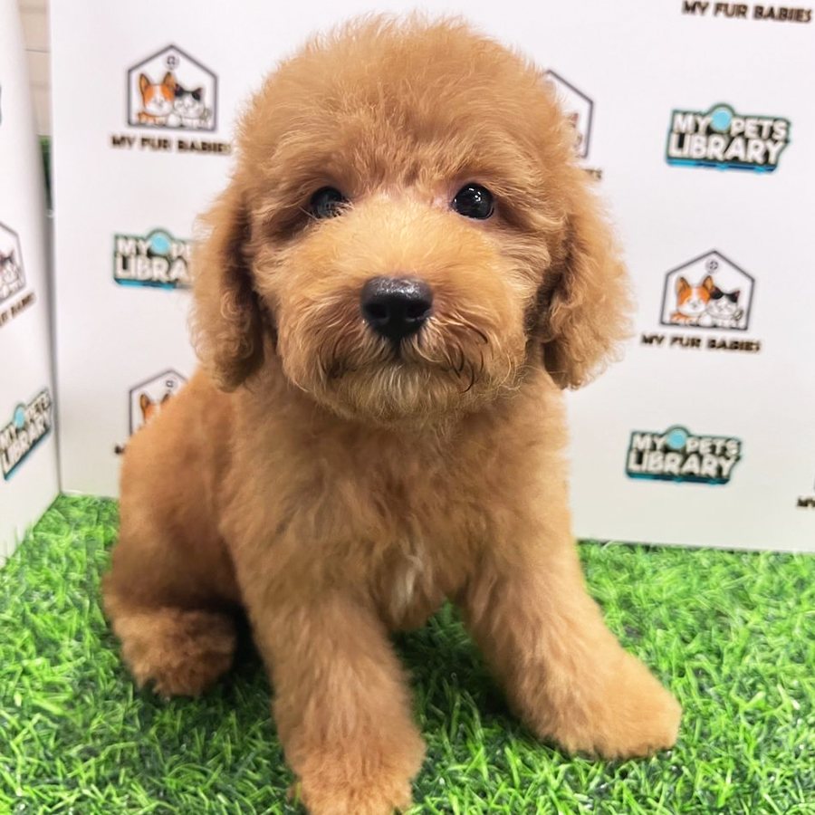 Toy Poodle Puppy (Male) For Sale