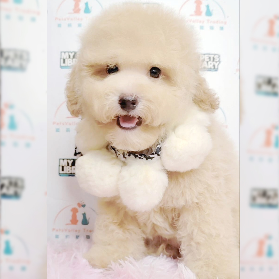 Toy Poodle Puppy (Male) For Sale