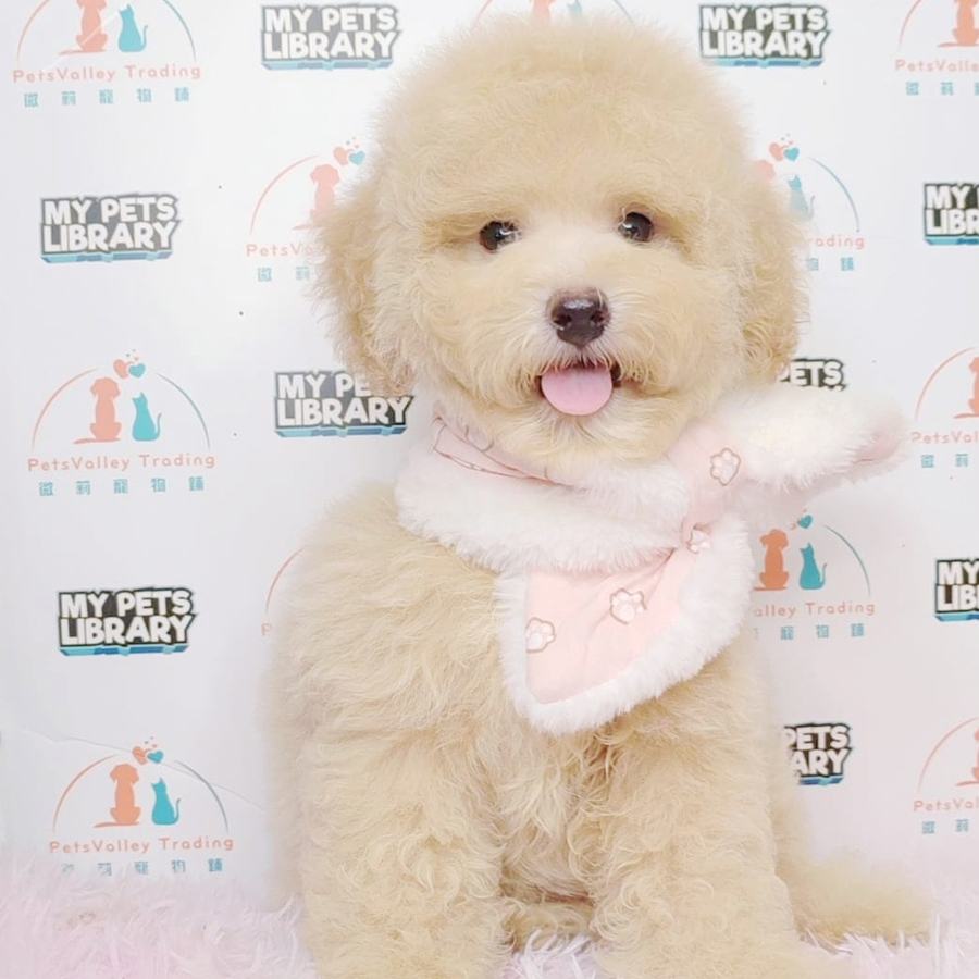 Toy Poodle Puppy (Female) For Sale