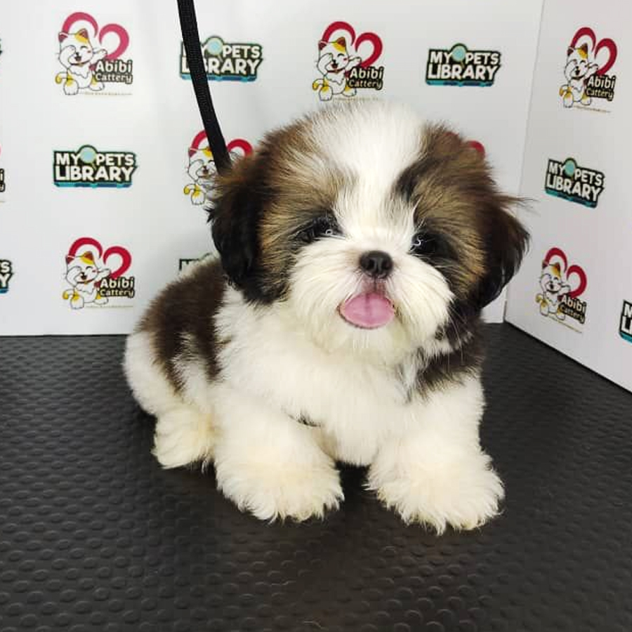 Shih Tzu Puppy (Male) For Sale