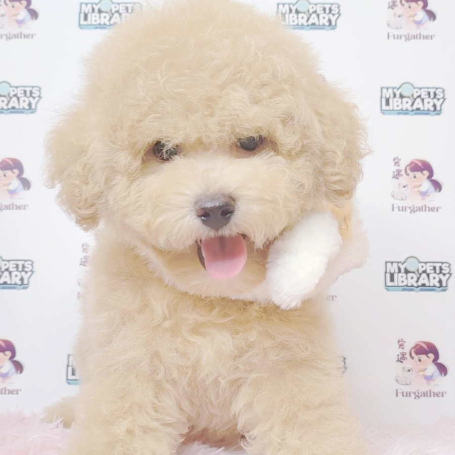 Toy Poodle Puppy (Female) For Sale
