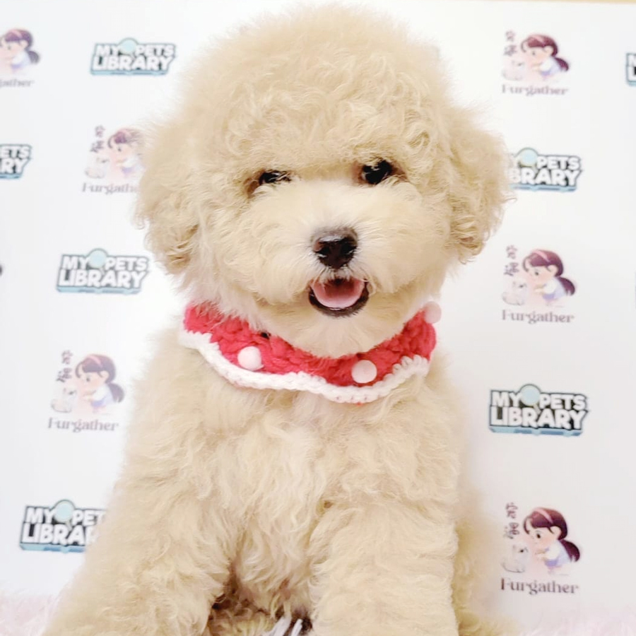 Toy Poodle Puppy (Male) For Sale