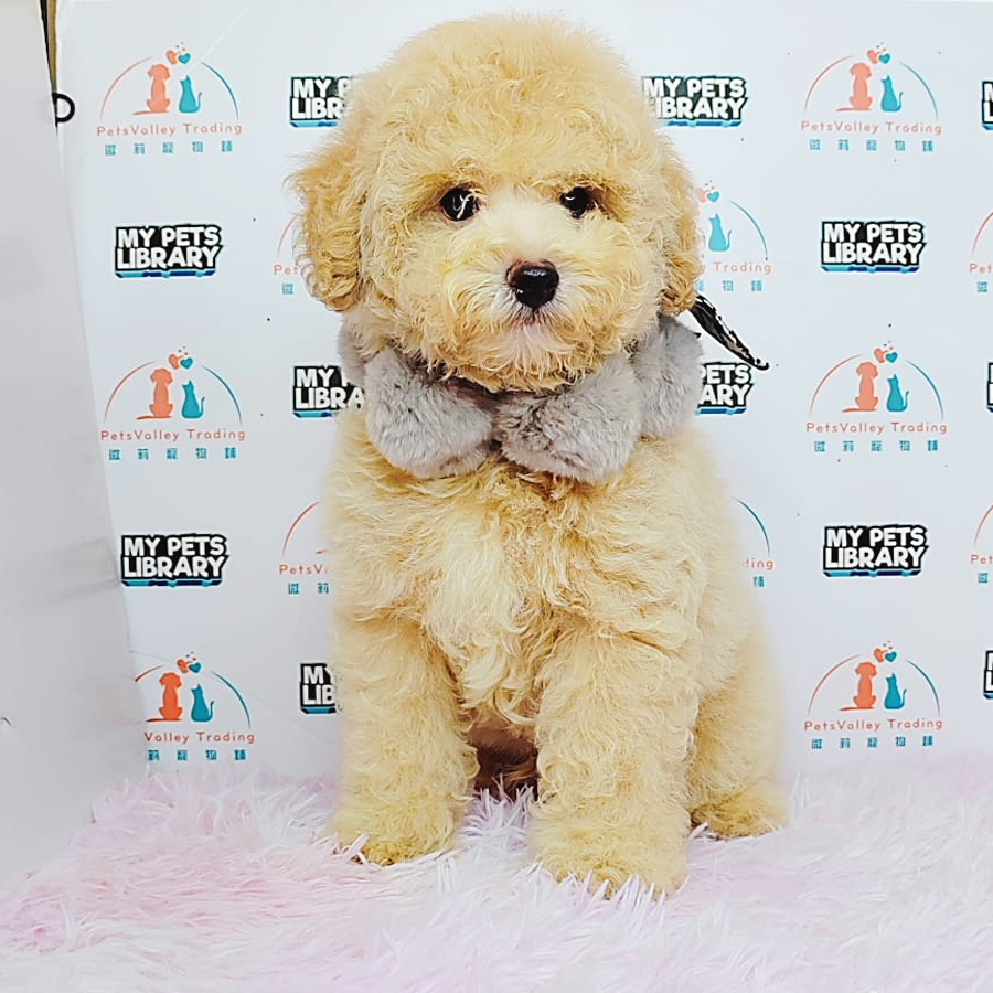 Toy Poodle Puppy (Male) For Sale