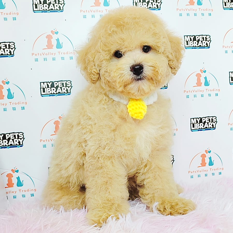 Toy Poodle Puppy (Male) For Sale
