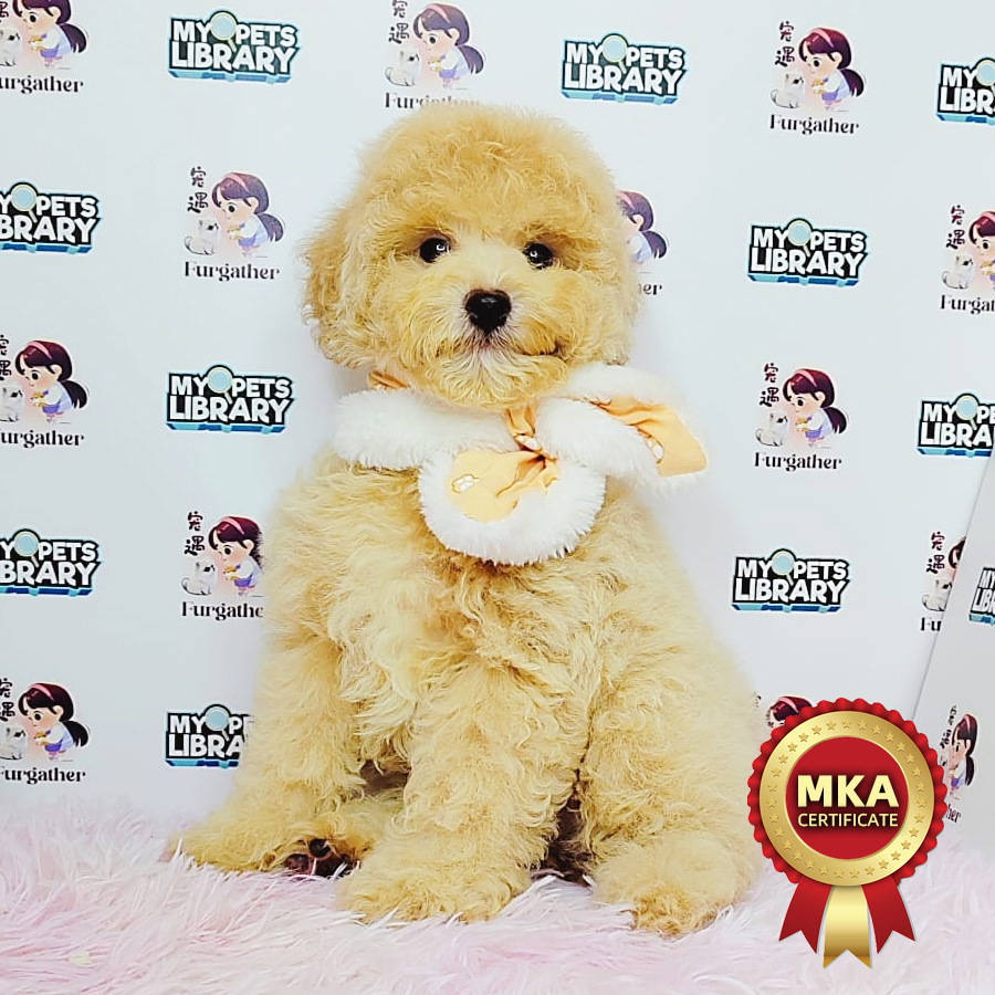 MKA Toy Poodle Puppy (Female) For Sale