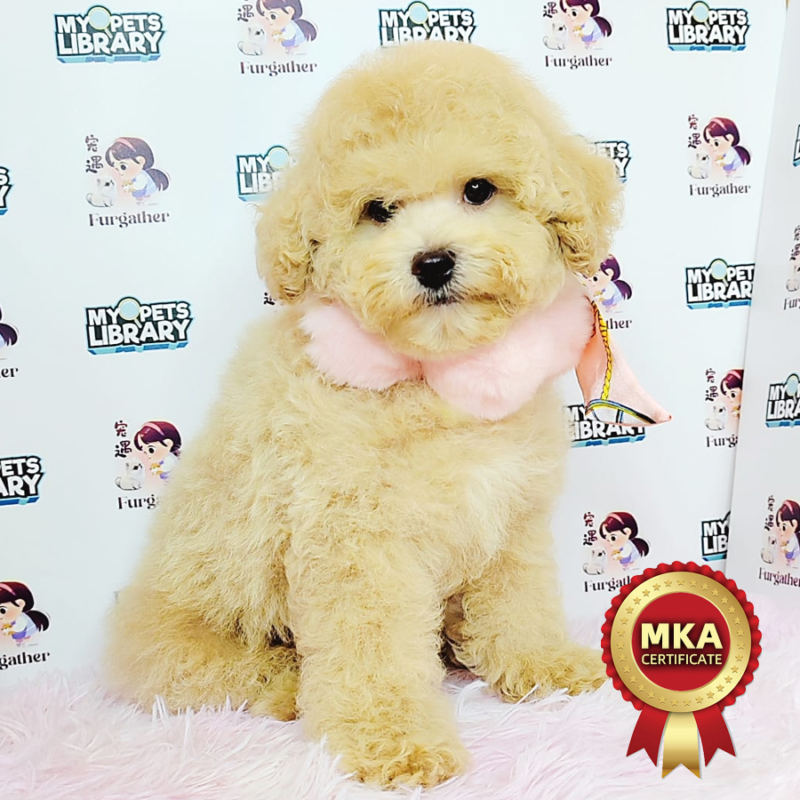 Toy Poodle Puppy (Male) For Sale