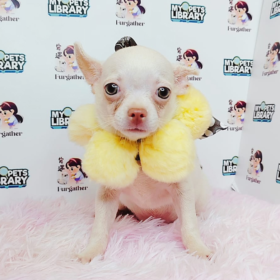 Teacup Chihuahua Puppy (Male) For Sale