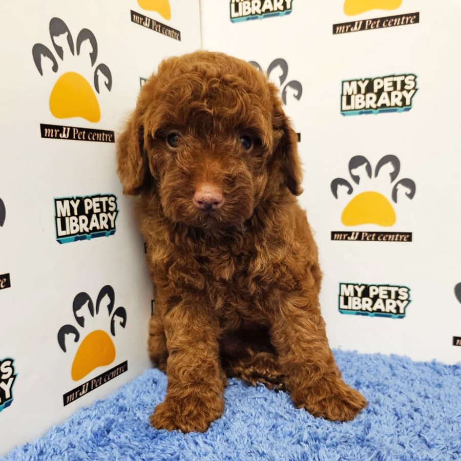 Toy Poodle Puppy (Male) For Sale
