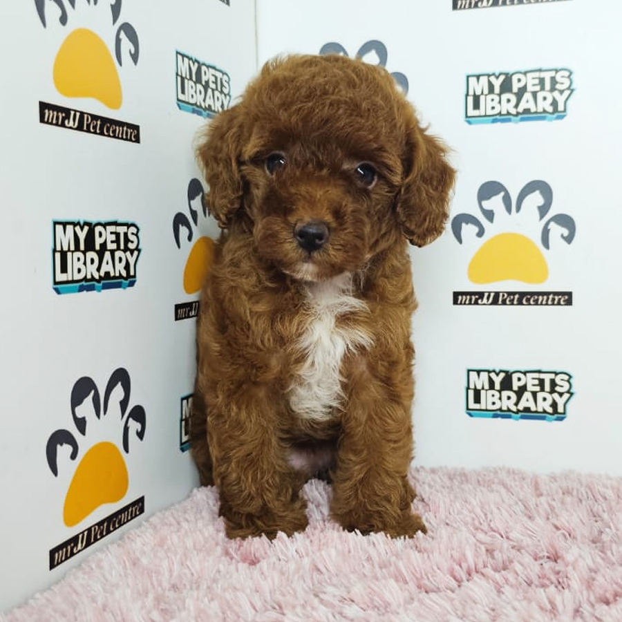 Toy Poodle Puppy (Female) For Sale