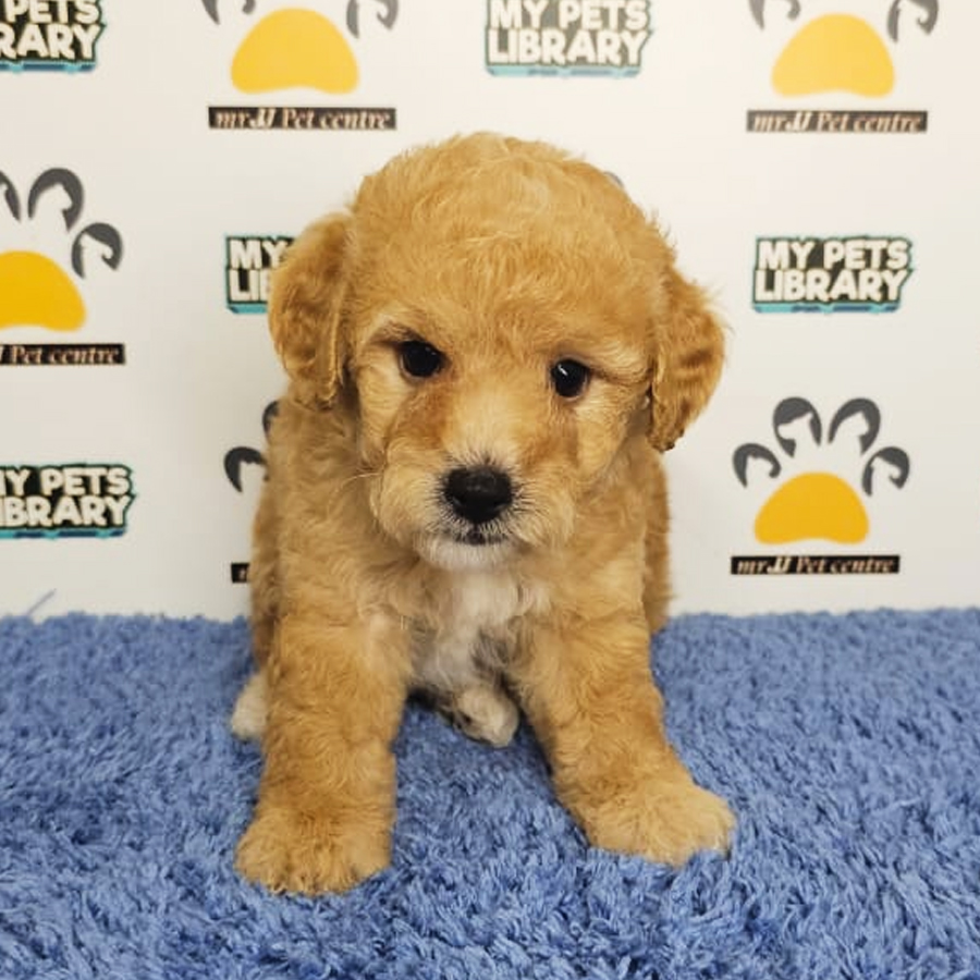 Toy Poodle Puppy (Male) For Sale
