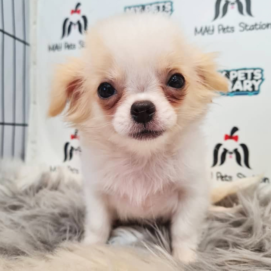 Longcoat Chihuahua Puppy (Female) For Sale
