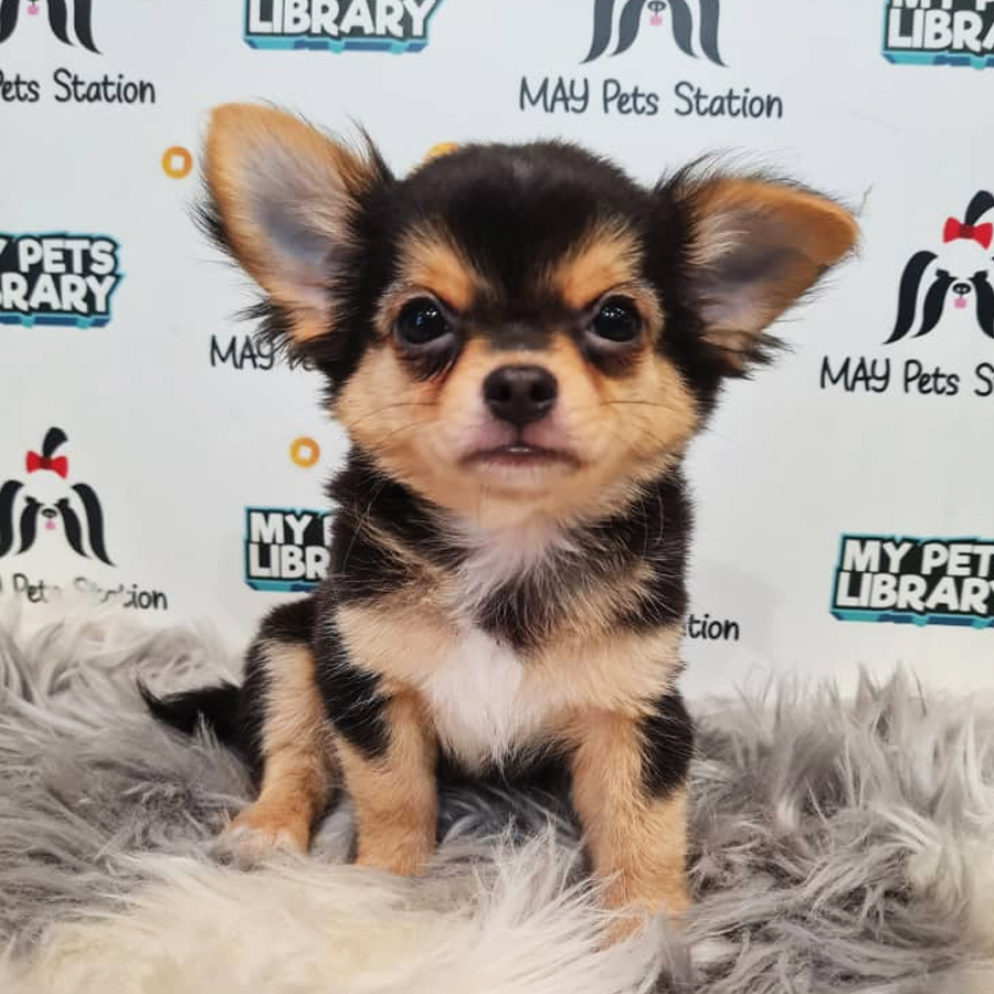Longcoat Chihuahua Puppy (Male) For Sale