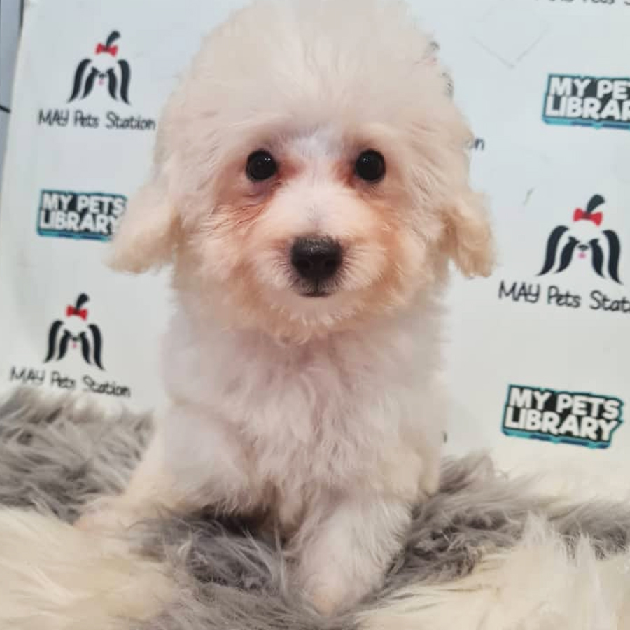 Toy Poodle Puppy (Male) For Sale