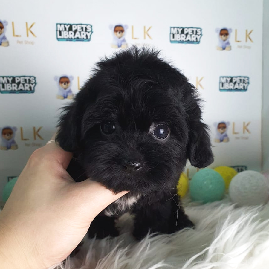 Toy Poodle Puppy (Female) For Sale