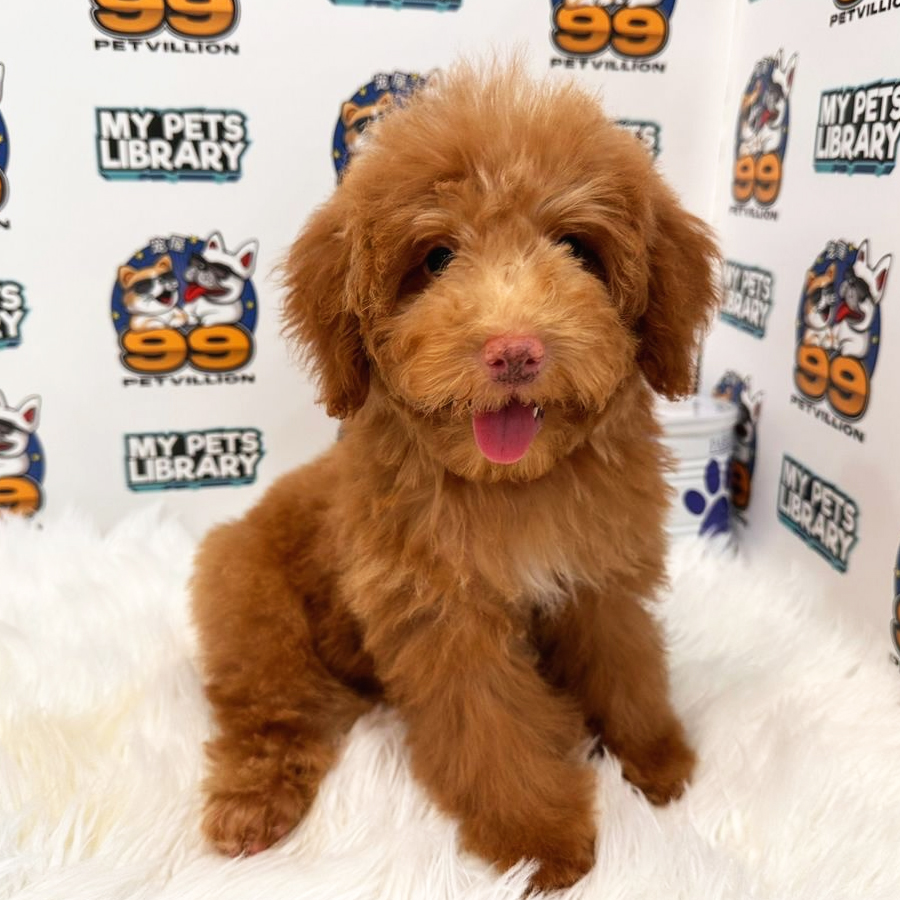 Toy Poodle Puppy (Male) For Sale