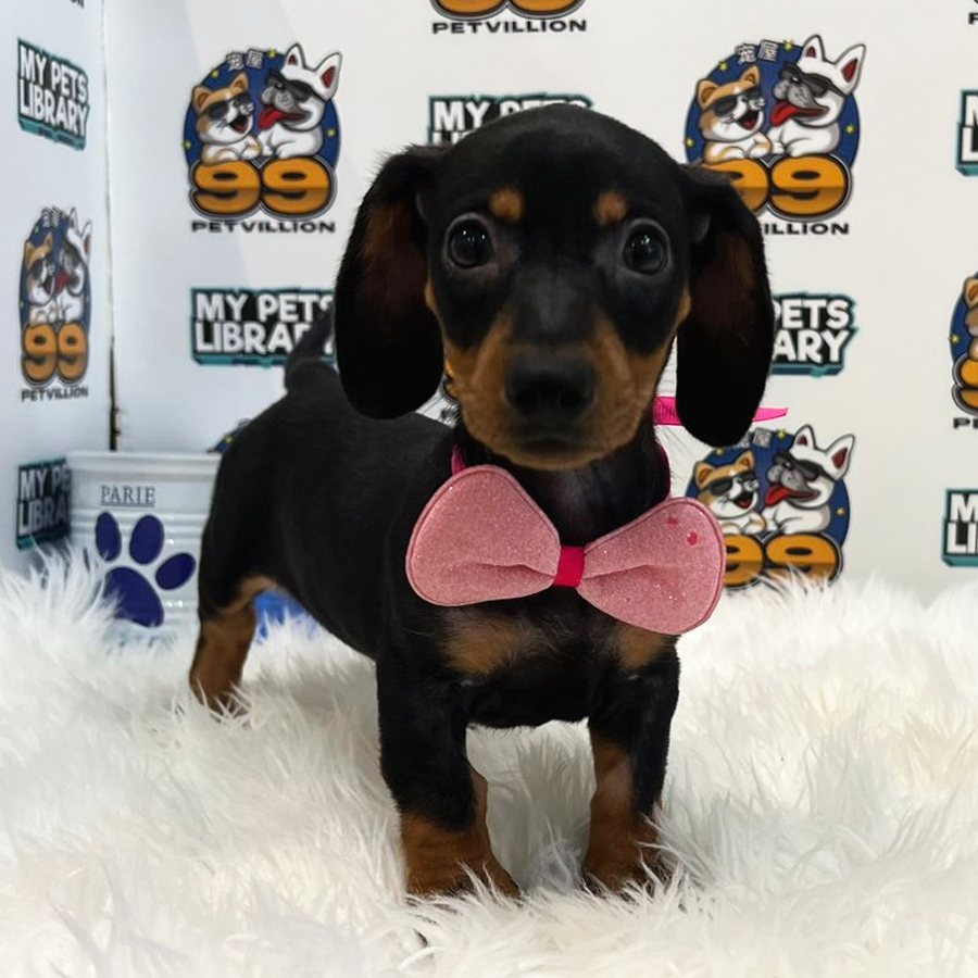 Miniature Dachshund Puppy (Female) For Sale