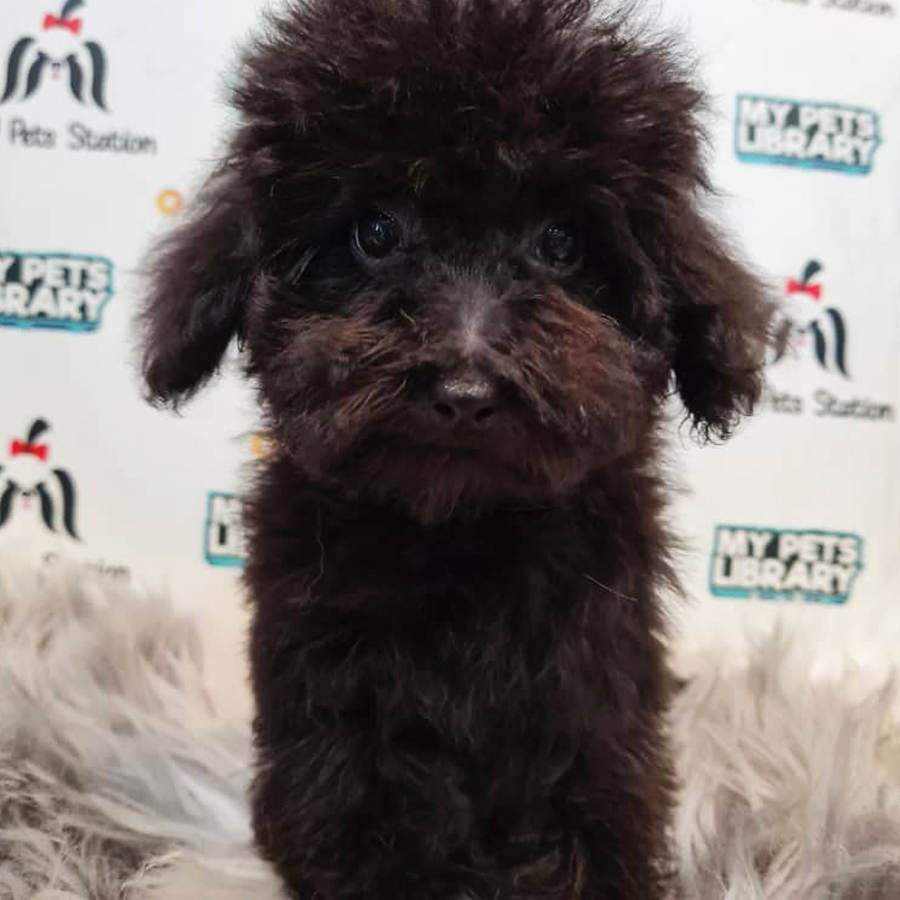 Toy Poodle Puppy (Female) For Sale