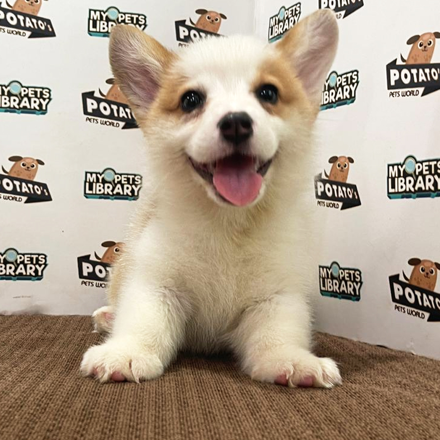 Welsh Corgi Puppy (Female) For Sale