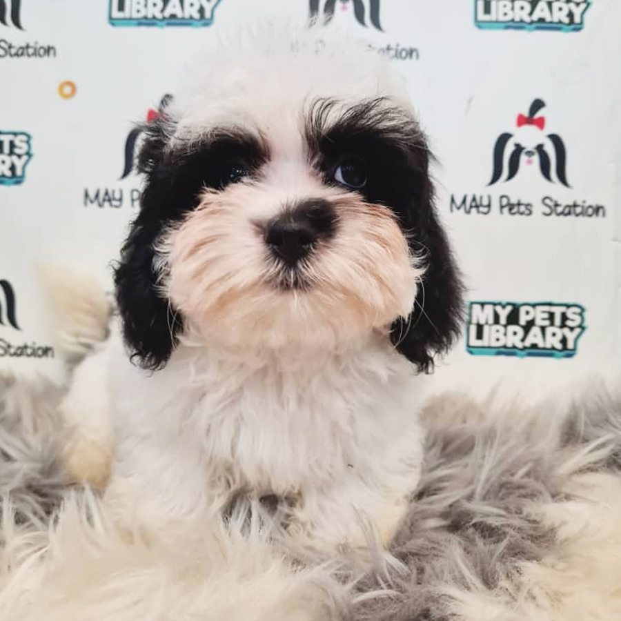Maltipoo Puppy (Male) For Sale
