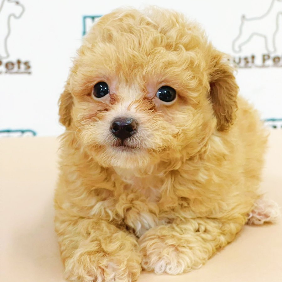 Toy Poodle Puppy (Male) For Sale