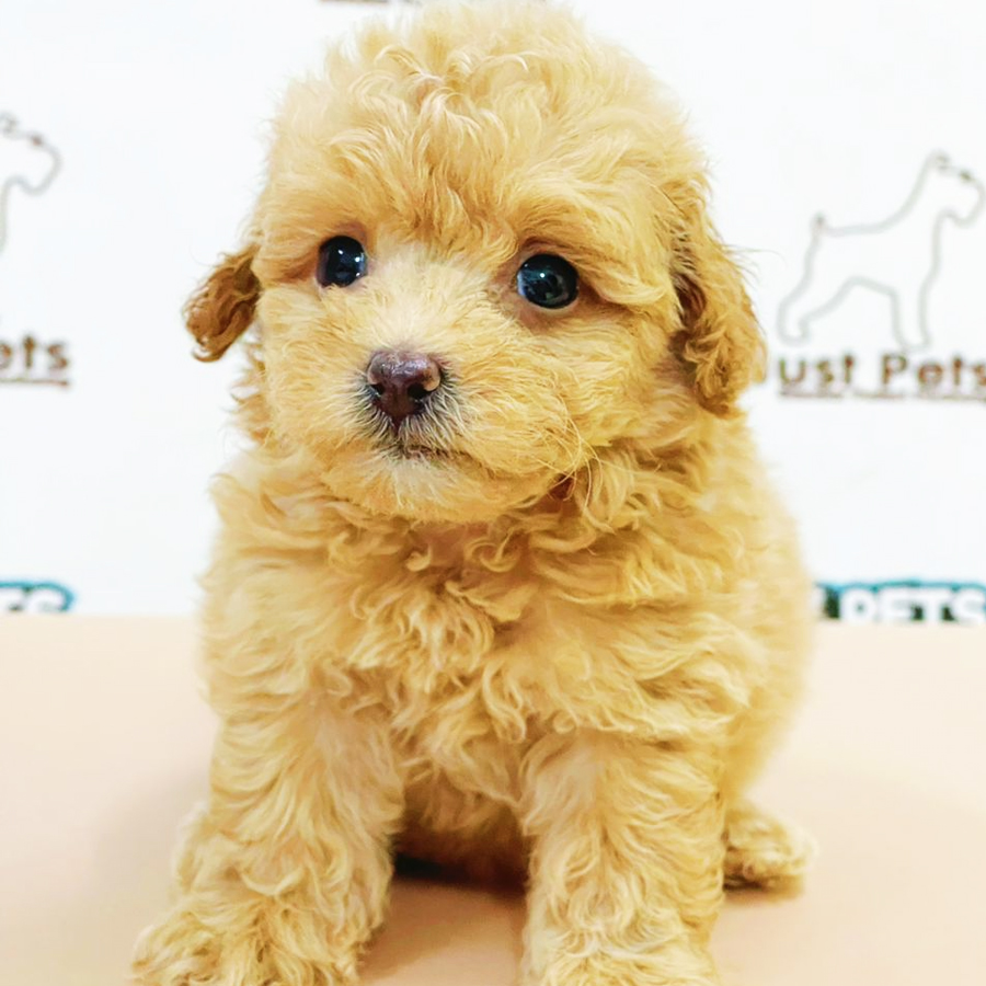 Toy Poodle Puppy (Female) For Sale